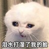 萌宠 猫星人 泪水打湿了我的脸 可怜 呆萌 可爱