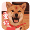 萌宠 狗狗 伸舌头 爱你