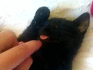 猫 睡觉 可爱 萌