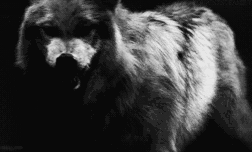 狼 动物 可怕 凶悍