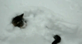 小猫 可爱 雪天 呆萌