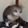 沙雕猫 猫咪 猫 可爱猫 猫表情包 猫咪表情包 小猫