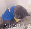 向老公低头 猫咪 搞怪 搞怪 可爱