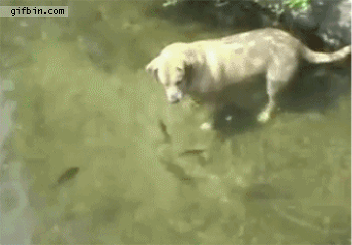 小狗 抓鱼 迅速 搞笑