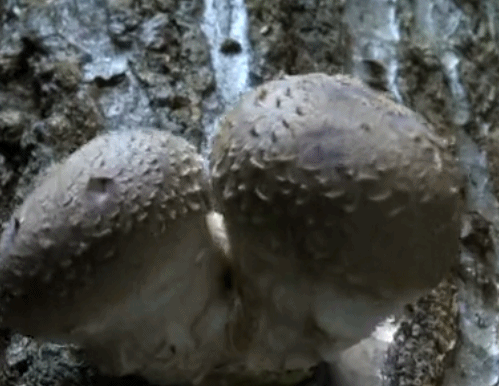 自然 香菇 成长 神奇