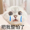 萌宠 猫星人 把我整怕了 哭泣 呆萌 可爱
