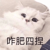 猫 蒙圈 怎么回事 搞怪 逗