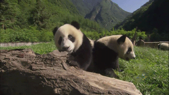 熊猫 抢镜 萌化了 天然呆 山 动物 panda