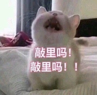 猫咪 牙齿 张嘴 敲里吗