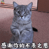 萌宠 猫 猫咪 感恩节 感谢你的 不杀之恩 soogif soogif出品