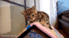 喵星人 小奶猫 萌 可爱 害怕