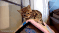 喵星人 小奶猫 萌 可爱 害怕