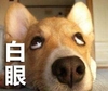小狗 可爱 汪星人 白眼