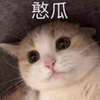 萌宠 猫星人 憨瓜 傻乎乎 搞怪 呆萌