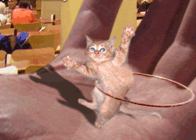 手掌  猫咪  呼啦圈  可爱  手舞足蹈