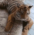 老虎 接吻 萌宠 汪星人