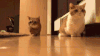 猫咪 小短腿 这是啥 呆萌
