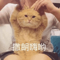 撒朗嗨哟 猫