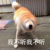 狗 我不听