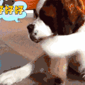 汪星人 狗狗 可爱 萌宠 狗