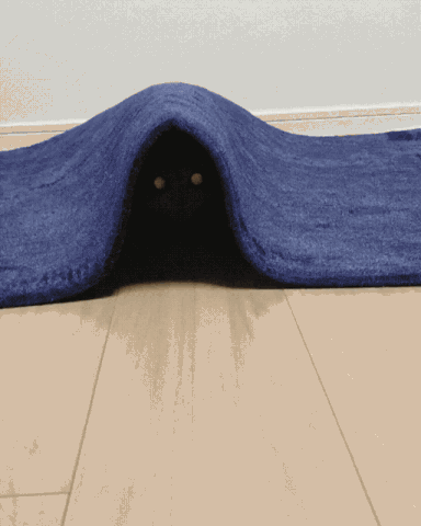 猫咪 毯子 躲起来 可爱
