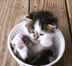 猫咪  可爱  杯子  幼小  萌