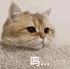 萌宠 猫星人 呜 可怜 搞怪 可爱