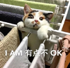 萌宠 猫星人 我有点不好 难受 搞怪 逗