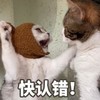 萌宠 猫星人 快认错 生气 呆萌 可爱
