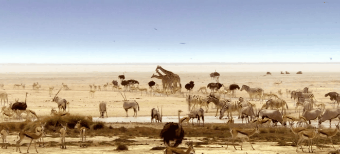 非洲 天然动物园 沙漠 水洼 长颈鹿 自然 花花世界