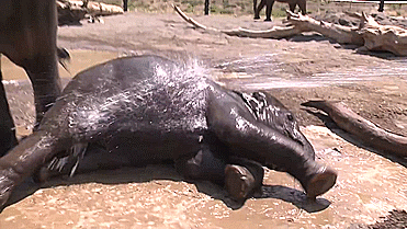 水 大象 洗澡 享受