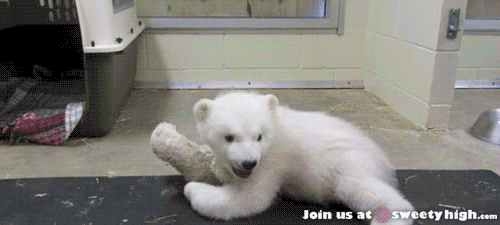 北极熊 动物 可爱 熊熊