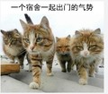 猫咪 喵星人 一个宿舍 一起出门 气势 斗图 搞笑 可爱