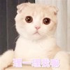 萌宠 猫星人 理一理我嘛 无辜 呆萌 可爱