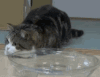 猫咪 摇头   搞笑  可笑