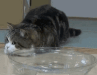 猫咪 摇头   搞笑  可笑