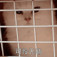 萌宠 喵星人 可怜无助 难受 可爱 呆萌