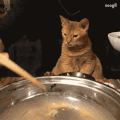 喵星人　猫　伤心