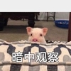 萌宠 小猪 暗中观察 好奇 呆萌 可爱