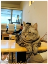 猫咪 趴桌子 呆萌 隔壁坐位...