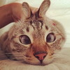 对眼 萌宠 猫 瞪眼