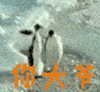 你大爷 企鹅