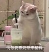 萌宠 猫星人 喝奶茶 愁 呆萌 逗