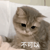 萌宠 喵星人 不可以 不行 呆萌 可爱