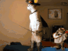 猫咪 帽子 站立 武器