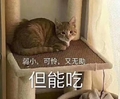 猫咪 可爱 呆萌 斗图 弱小，可怜，又无助，但能吃