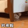 萌宠 猫 喵星人 我来啦 soogif soogif出品