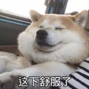 萌宠 汪星人 这下舒服了 舒坦 呆萌 可爱
