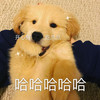 萌宠 汪星人 哈哈哈 开心 搞怪 逗