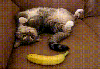 猫咪 香蕉 卧槽 惊慌 翻身